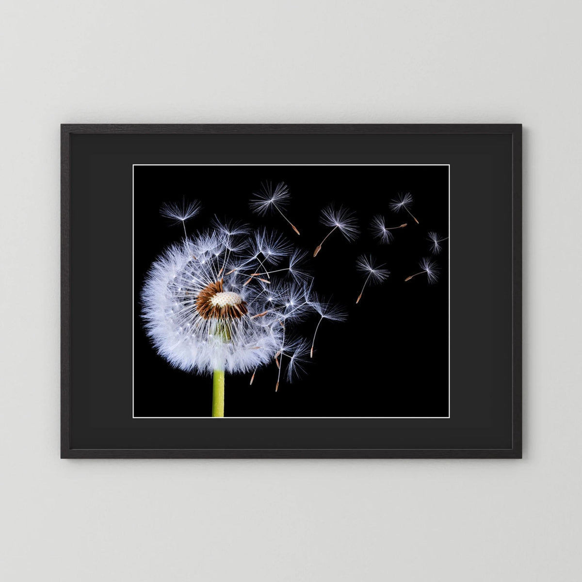 Dandelion Blowing 