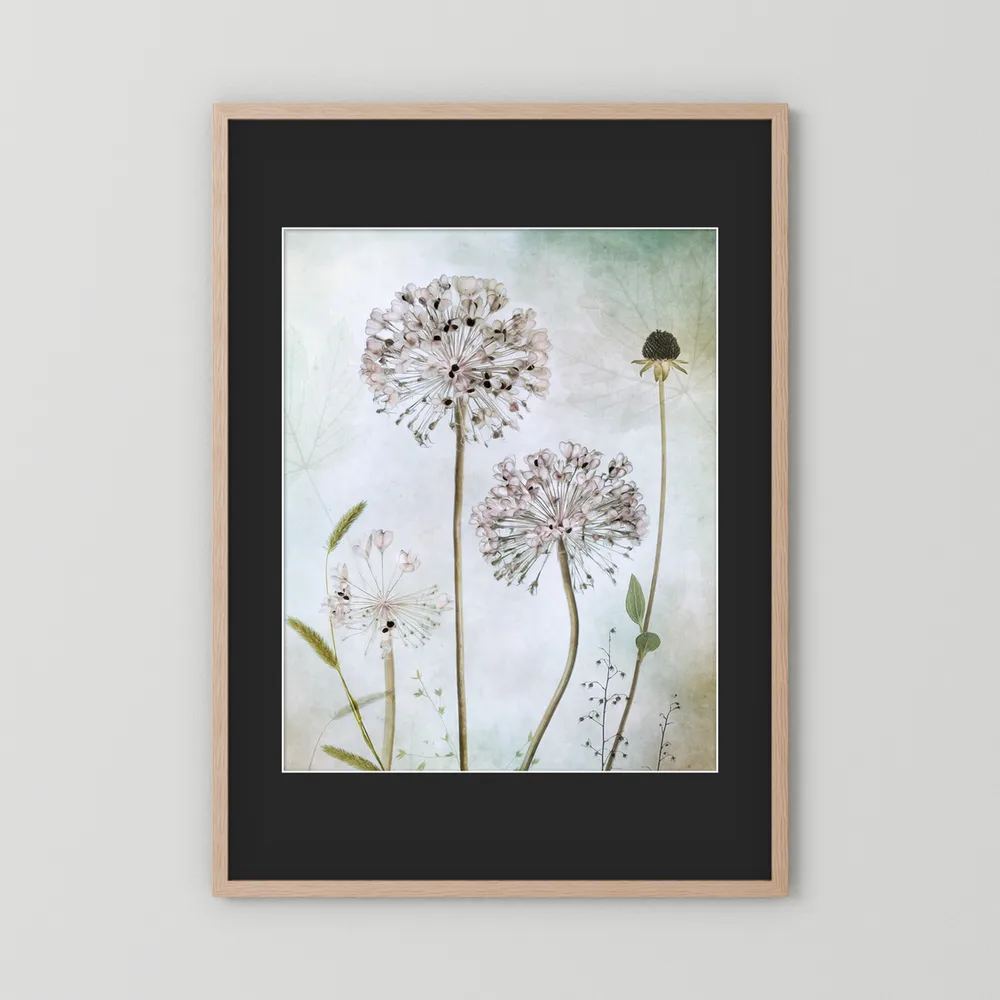 Allium 
