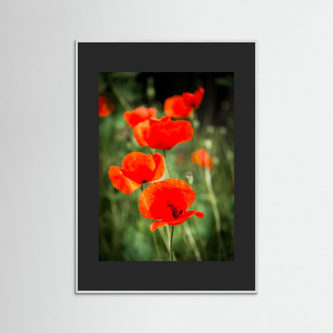 Poppy