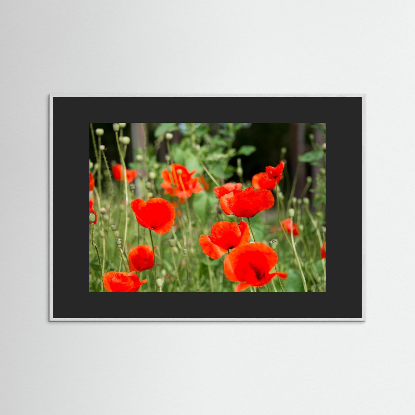 Poppy 