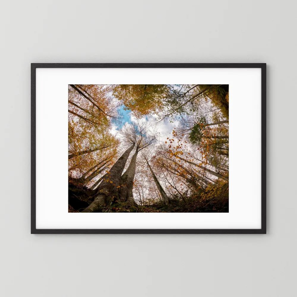Golden Forest Sky View 