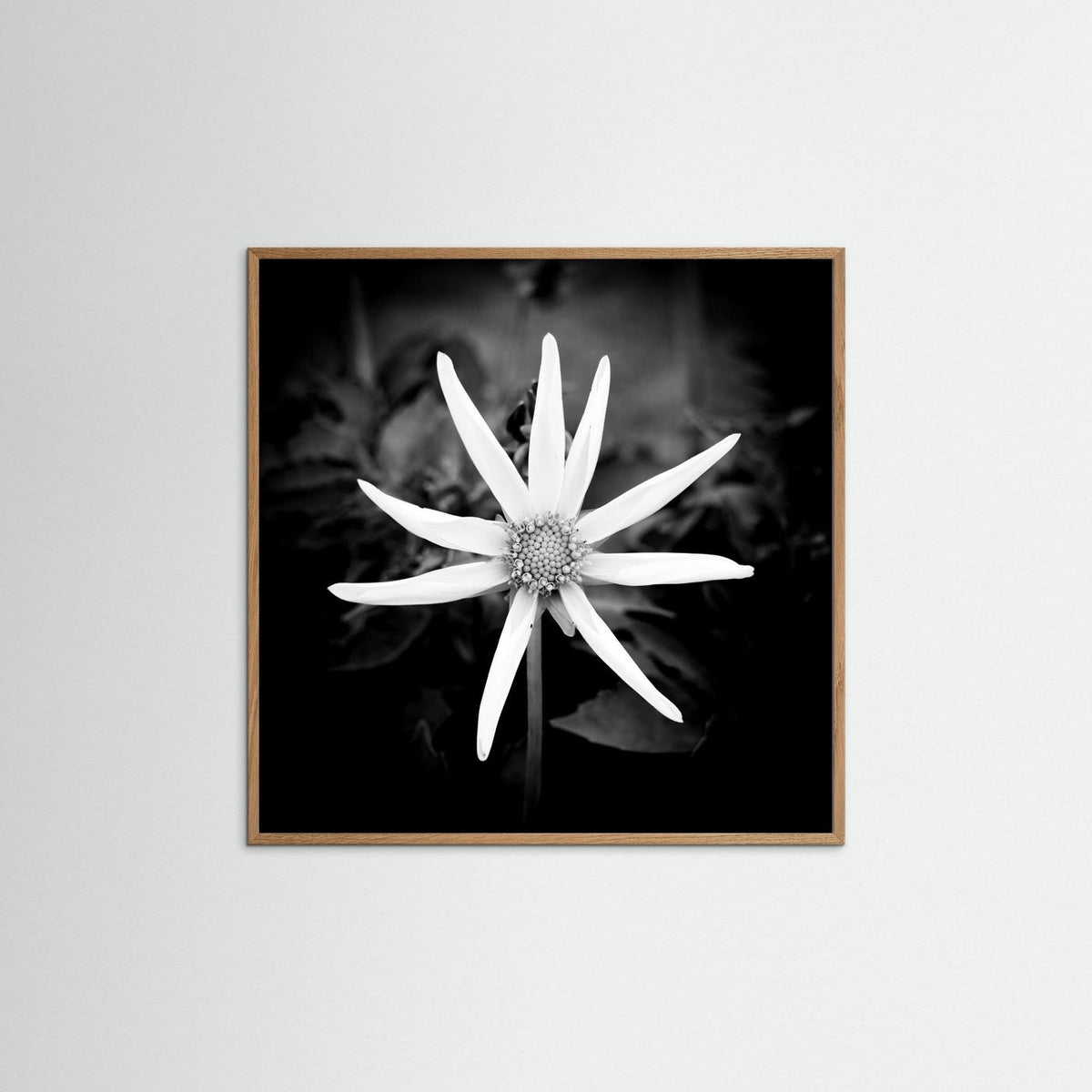 Star Flower