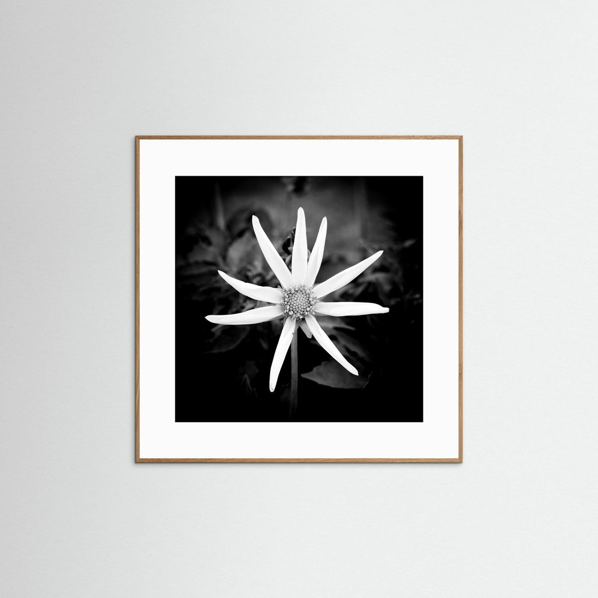 Star Flower