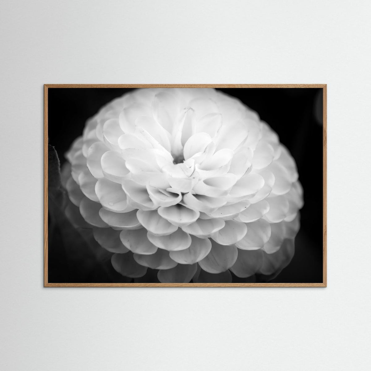 Dahlia