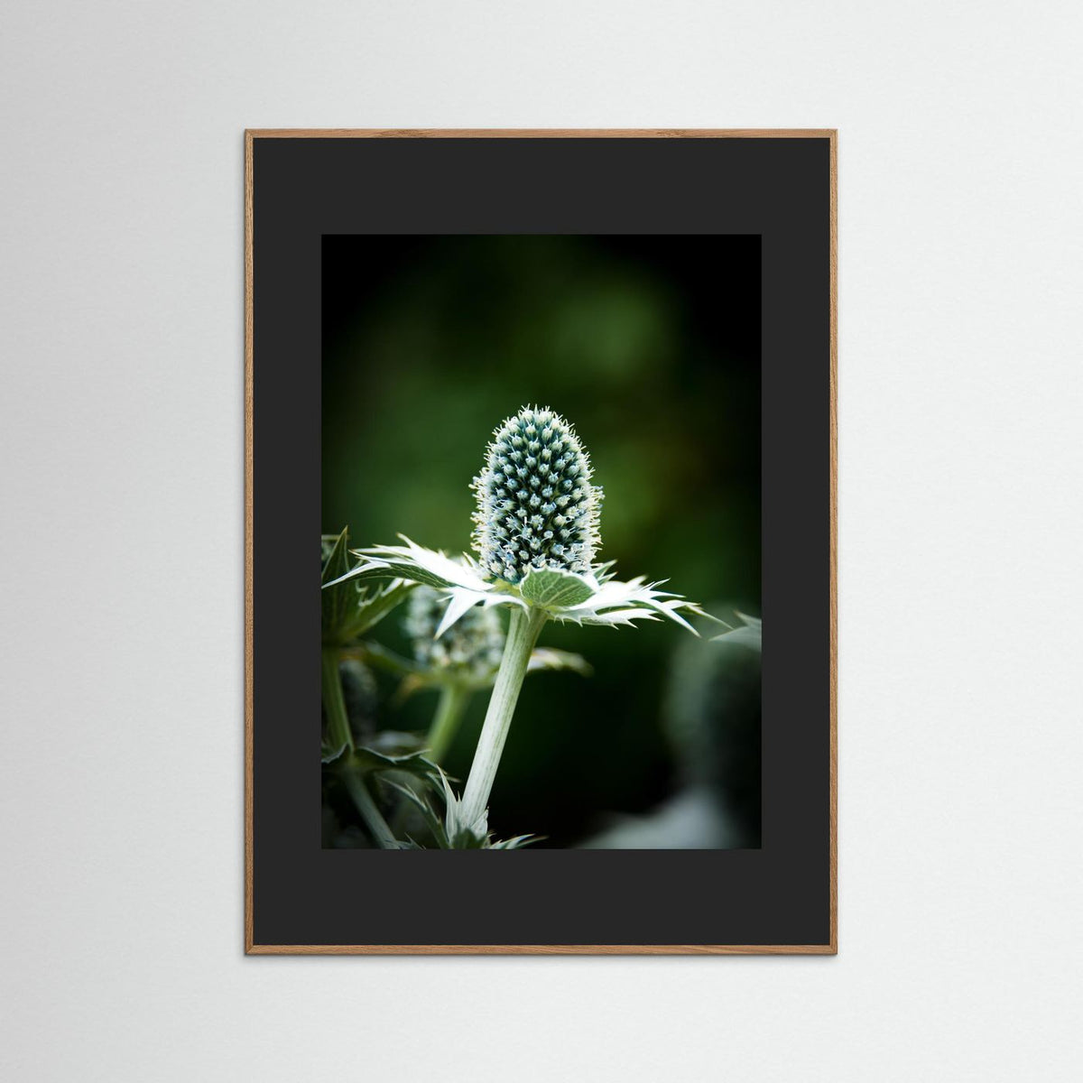 Thistle