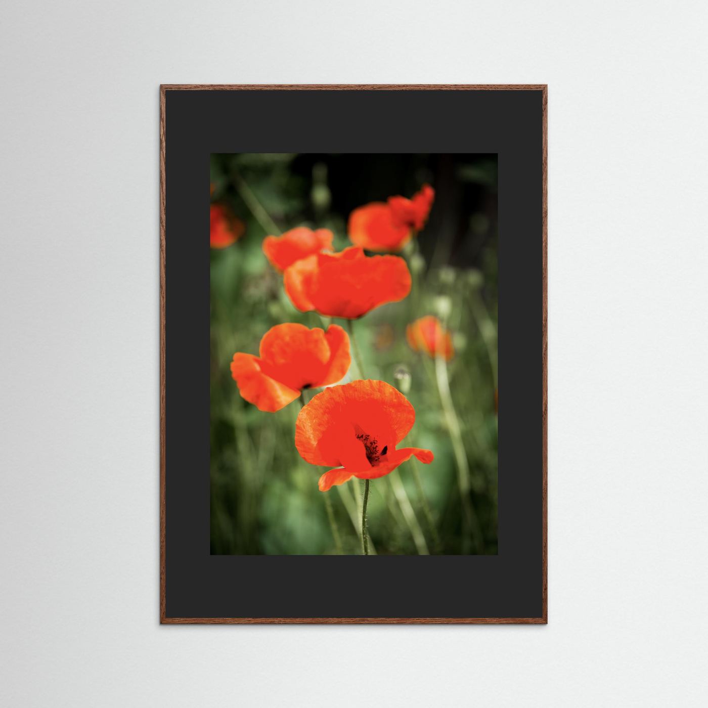 Poppy