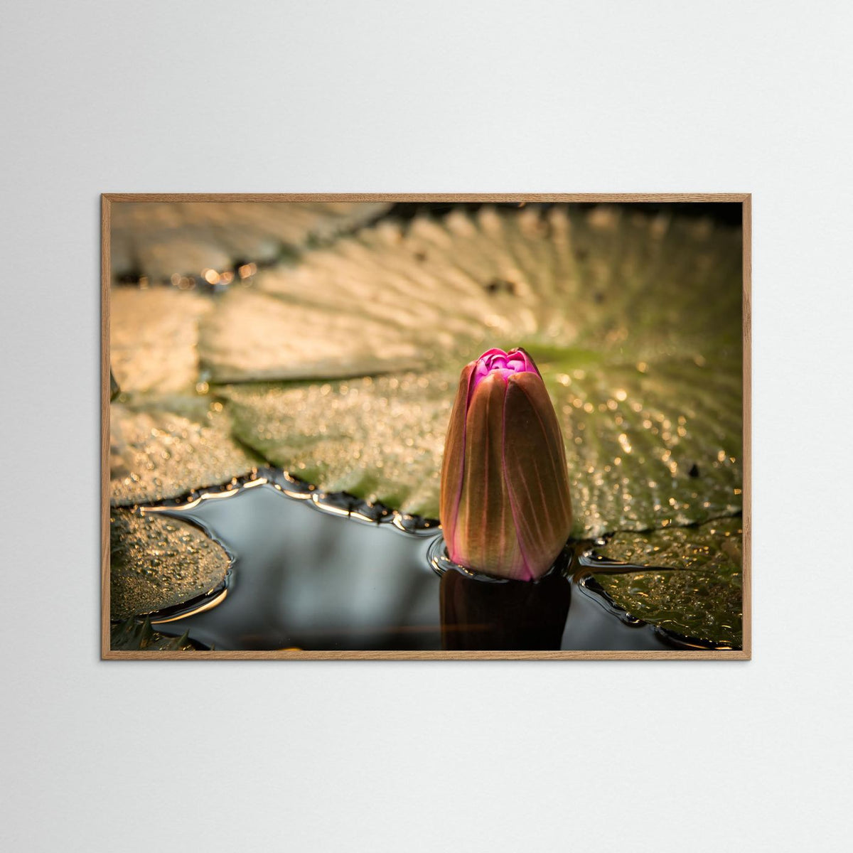 Water Lily