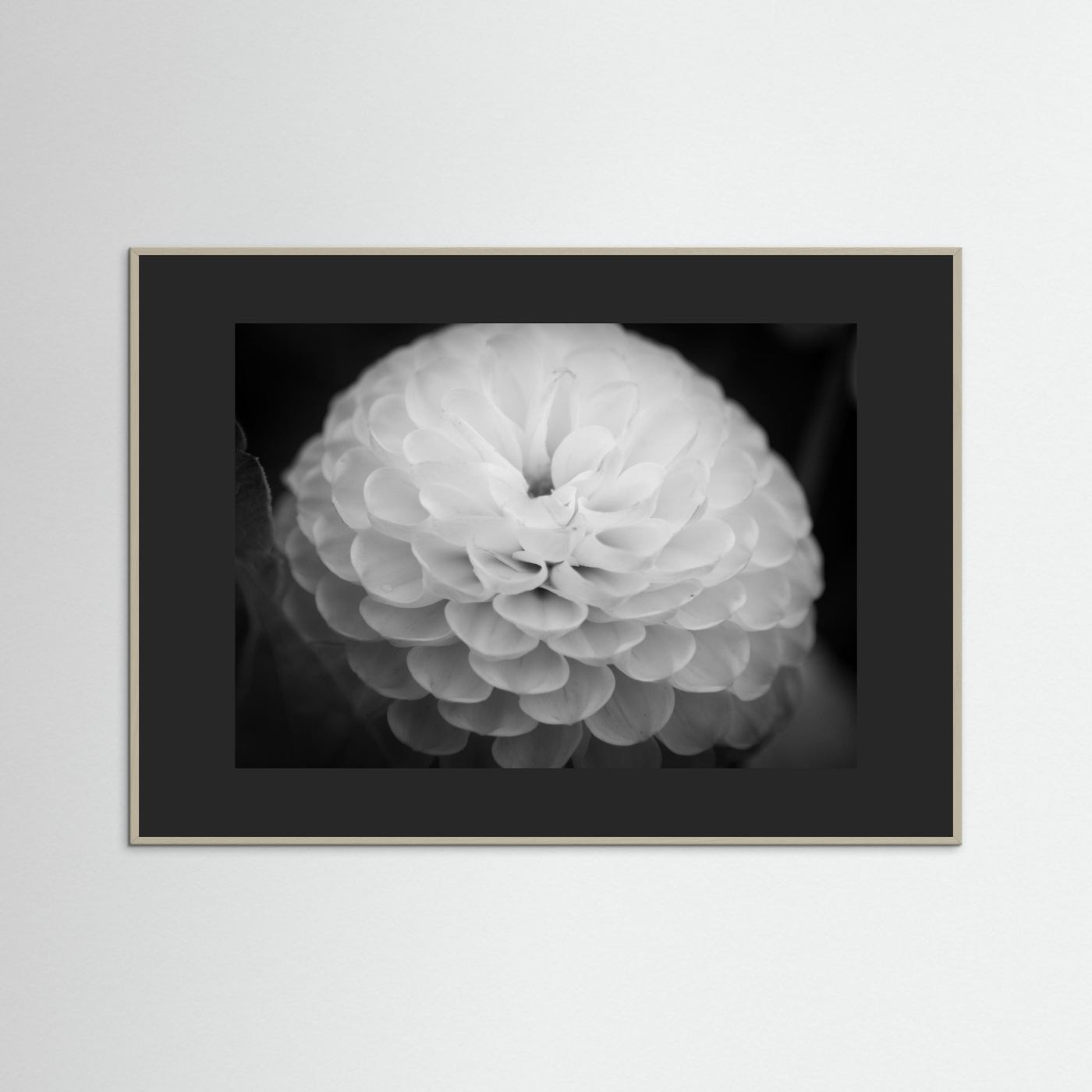 Dahlia