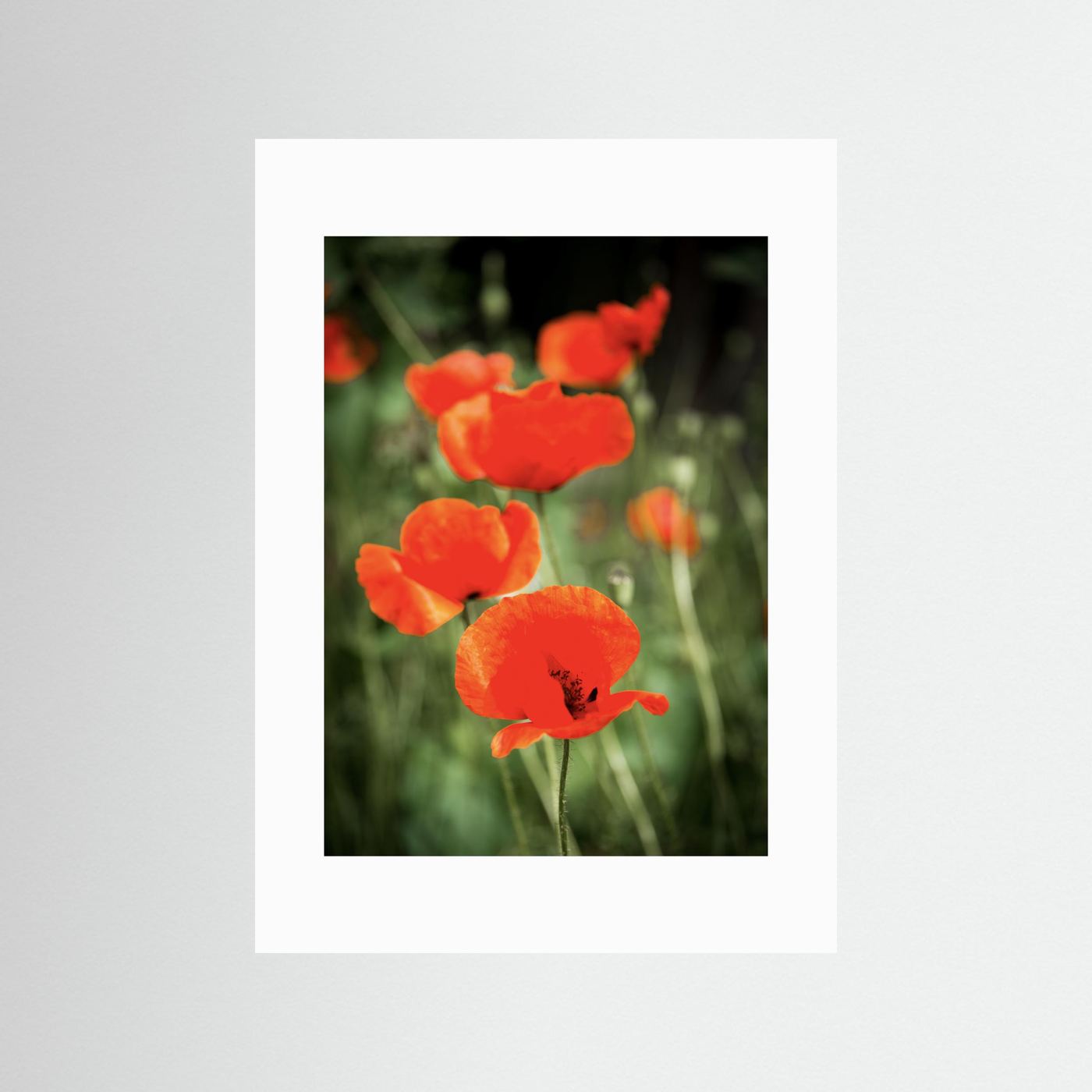 Poppy