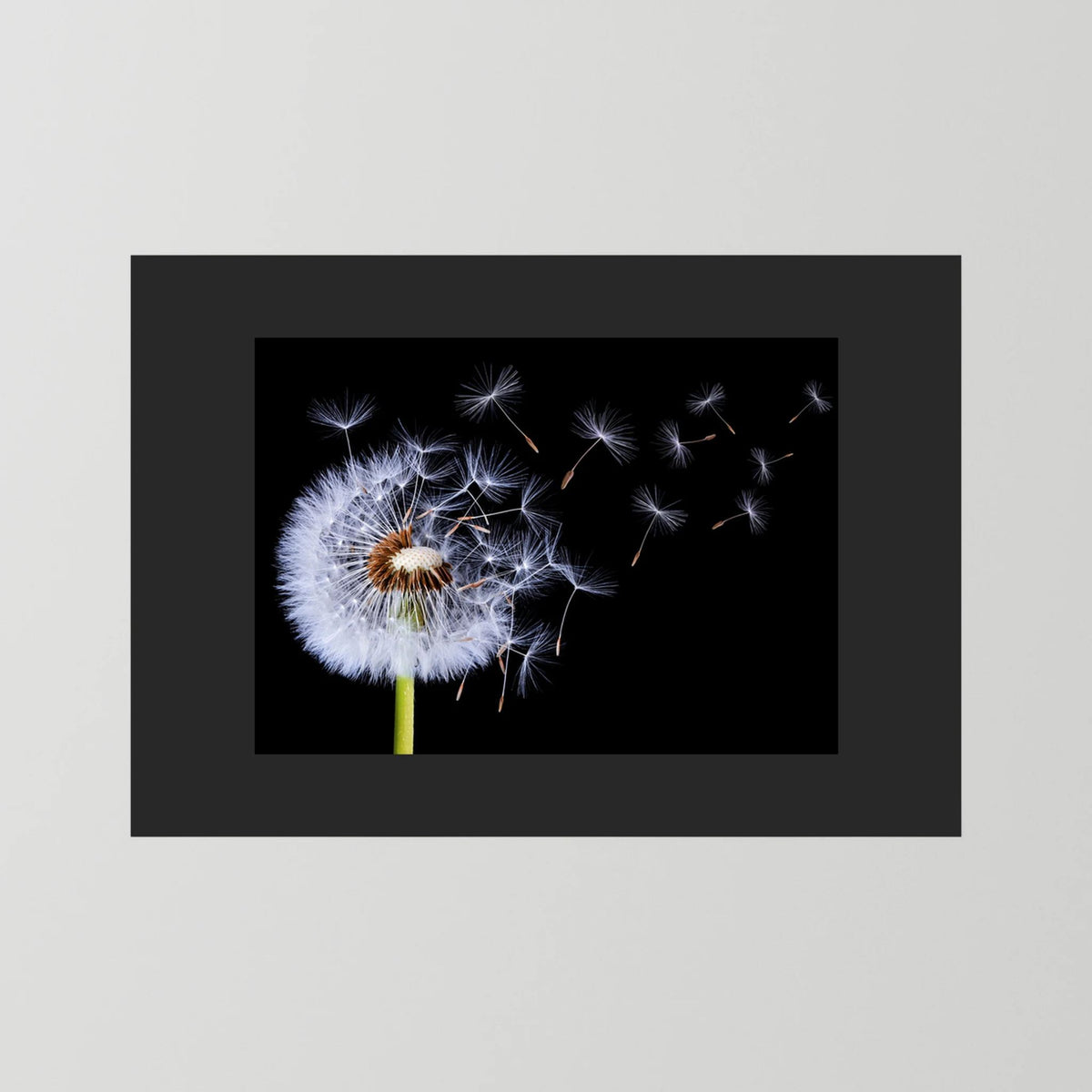 Dandelion Blowing 