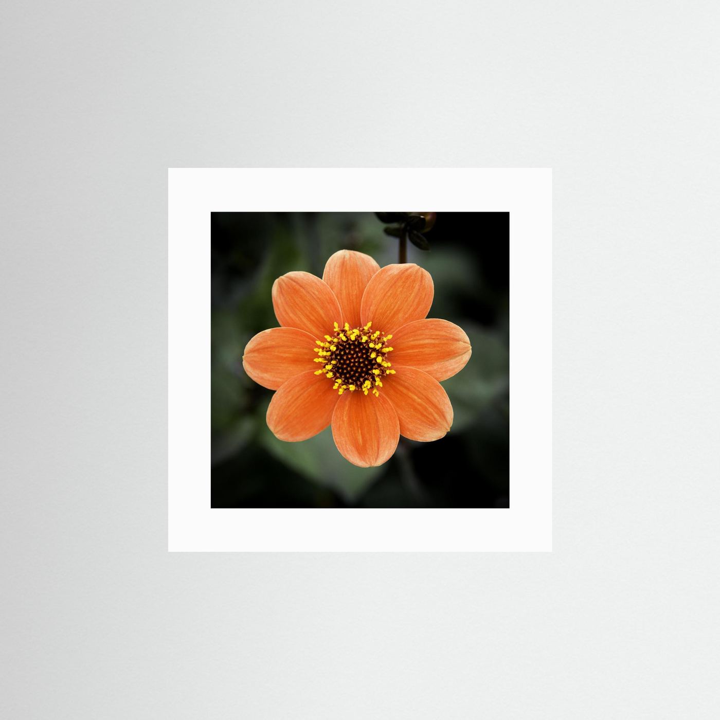 Square flower