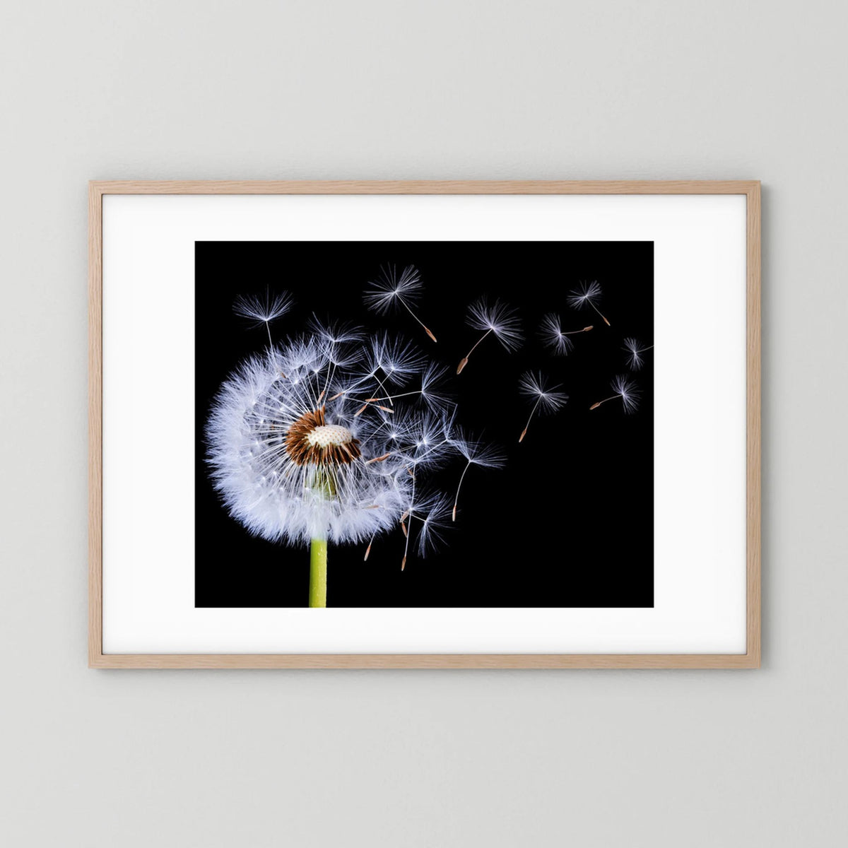Dandelion Blowing 