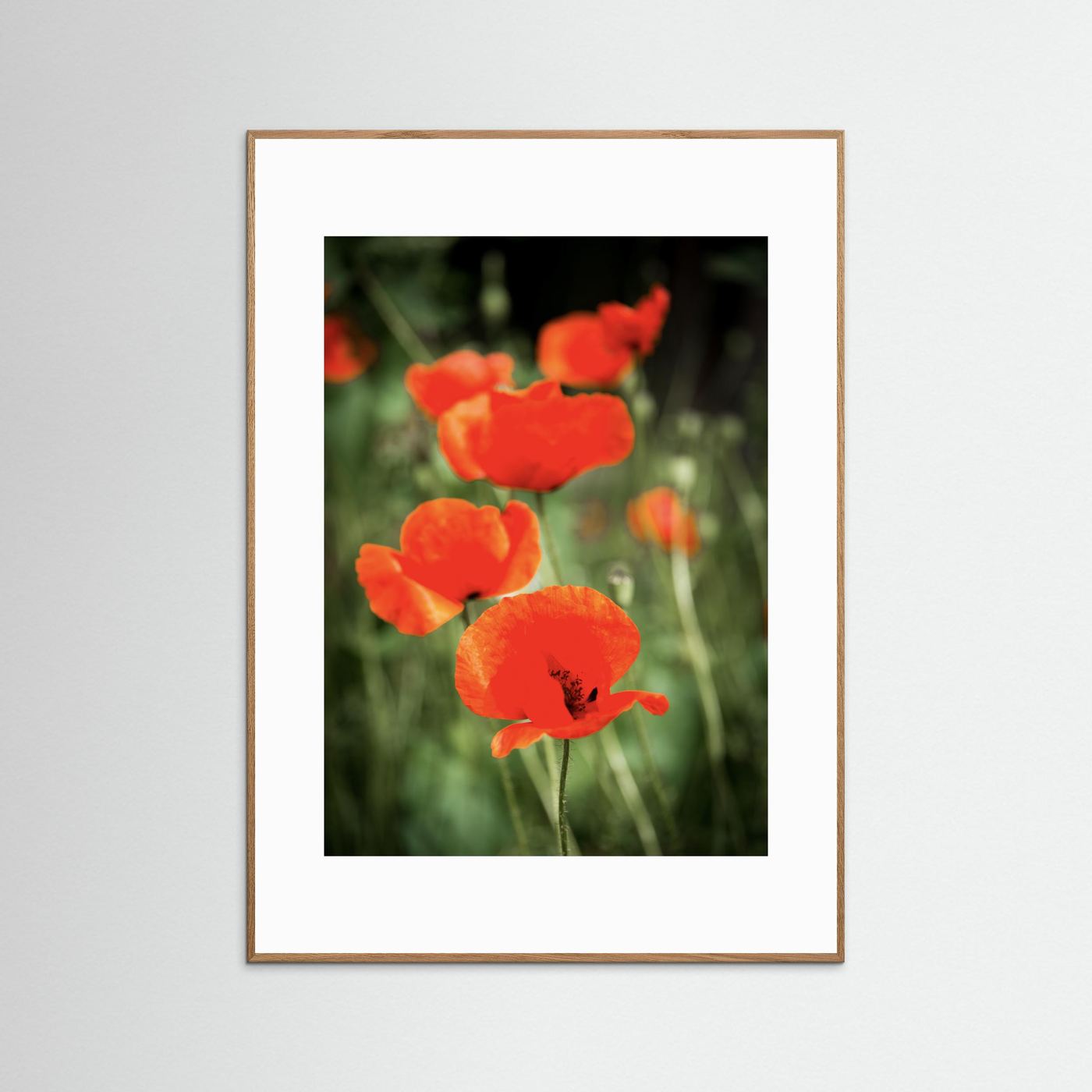 Poppy