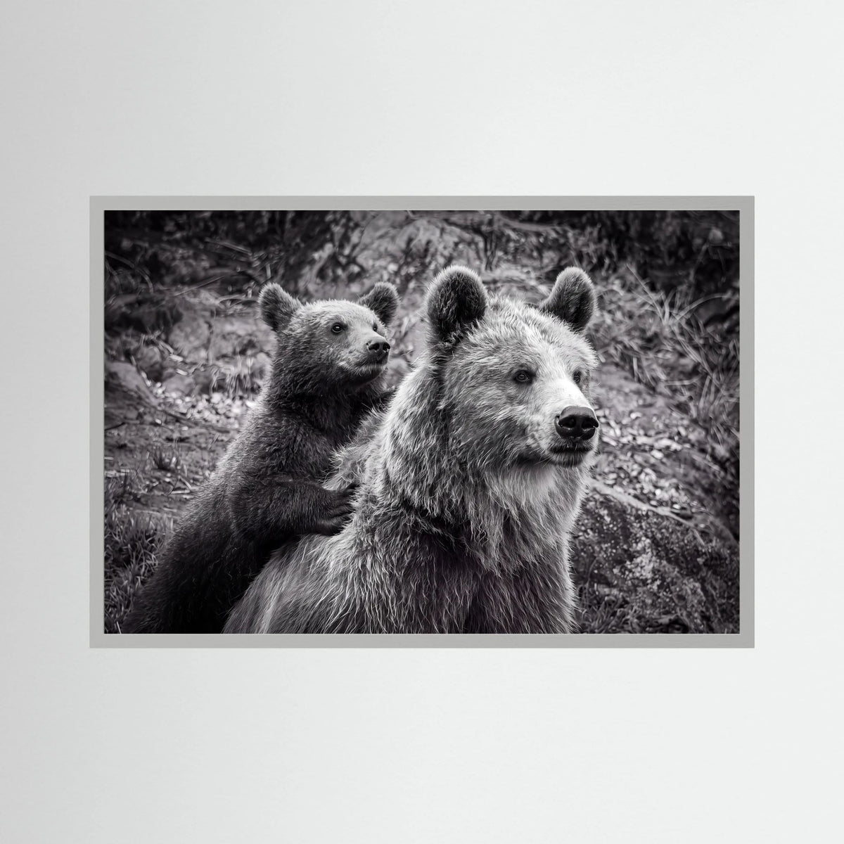 Baby bear