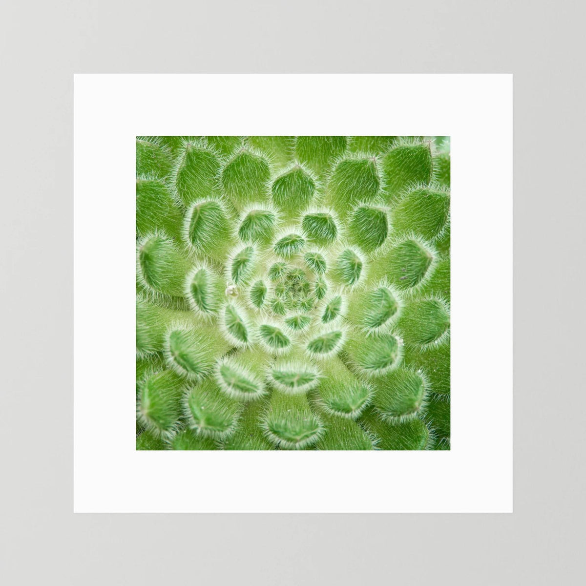 Square Cactus