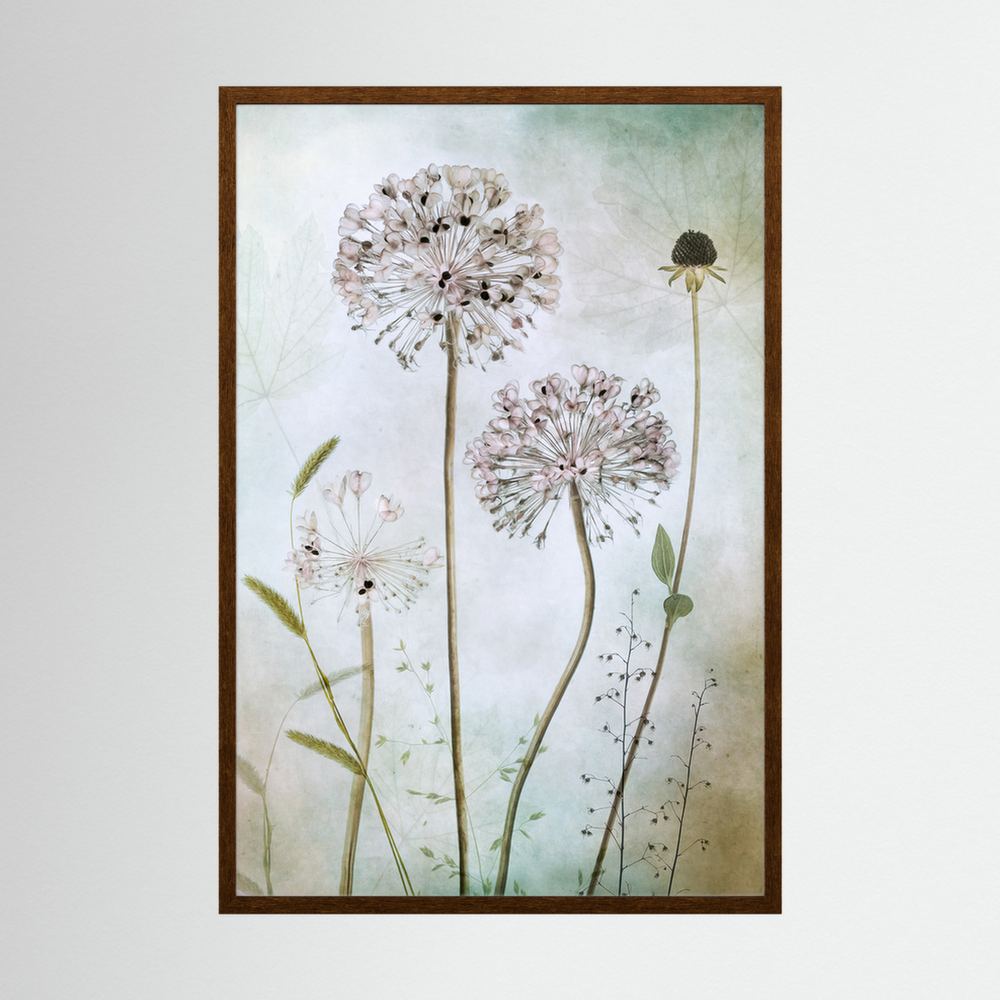 Allium 