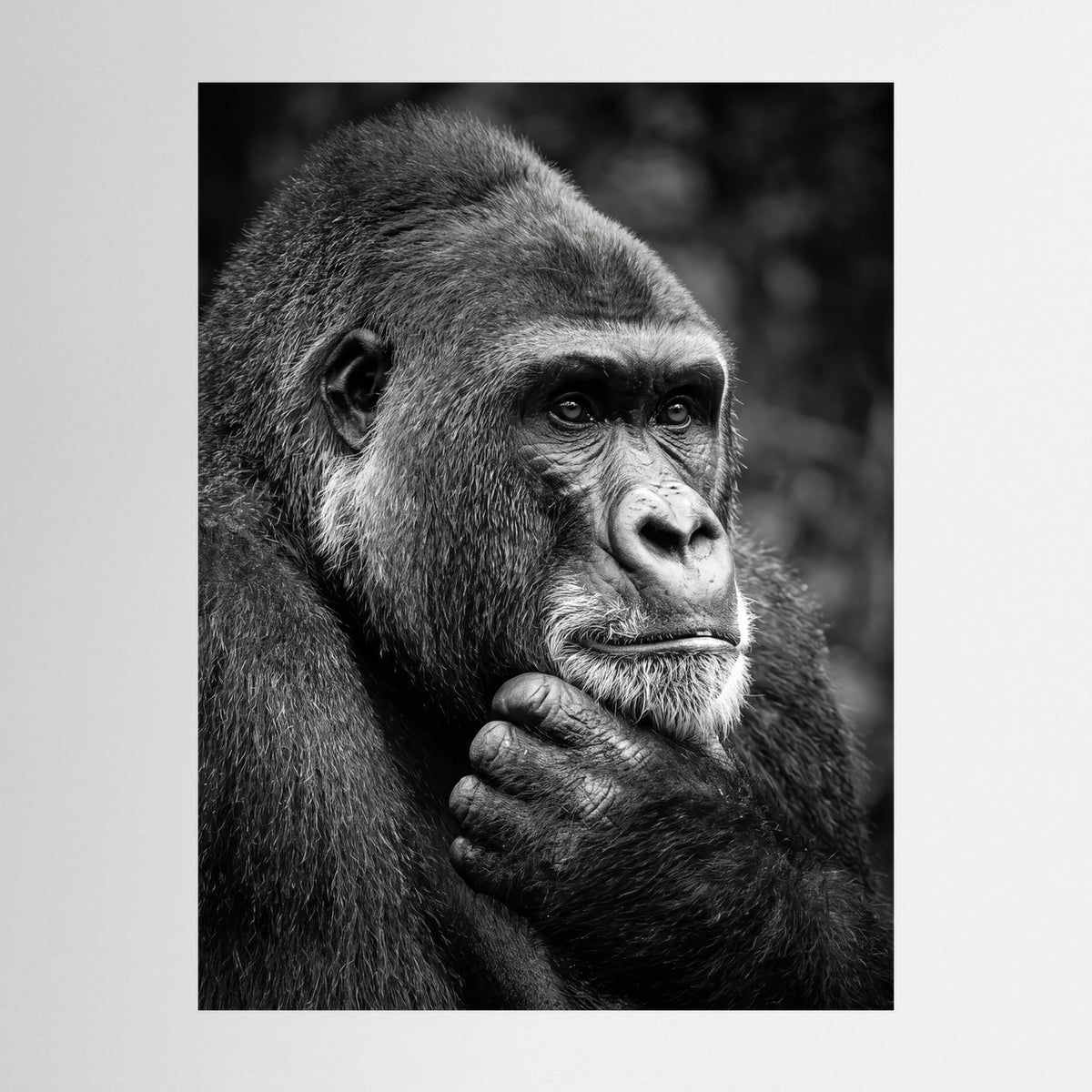 Gorilla