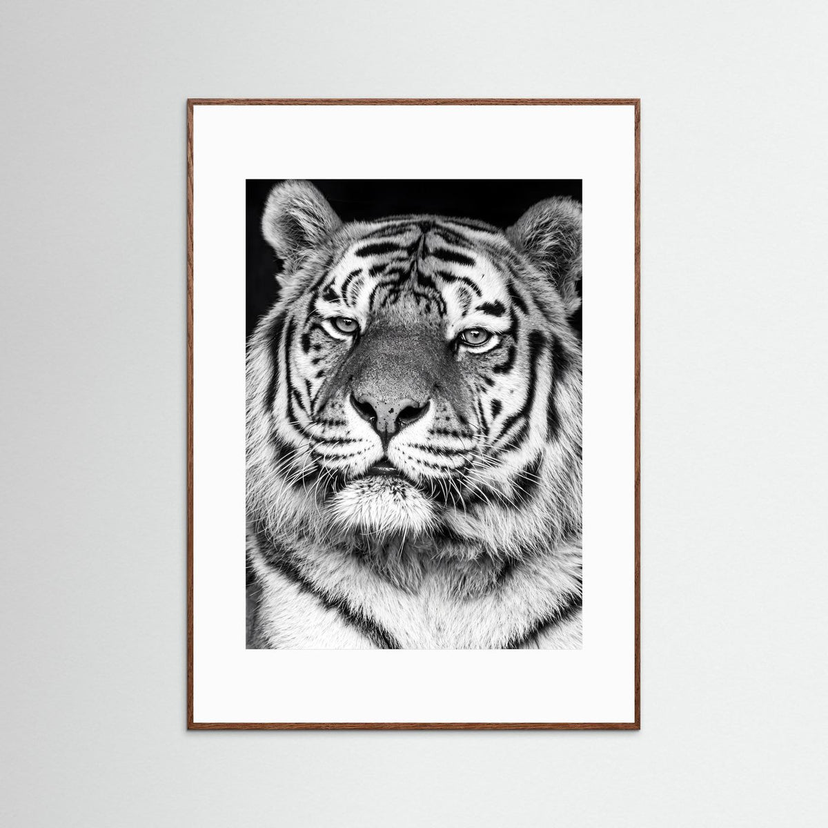 Tiger portrait