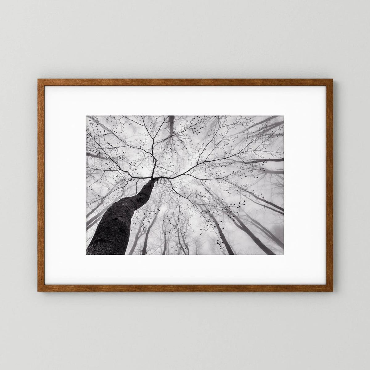 A view of the tree crown 