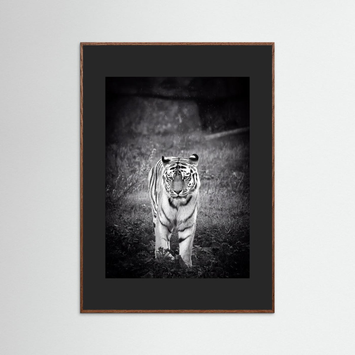 Tiger in Rain