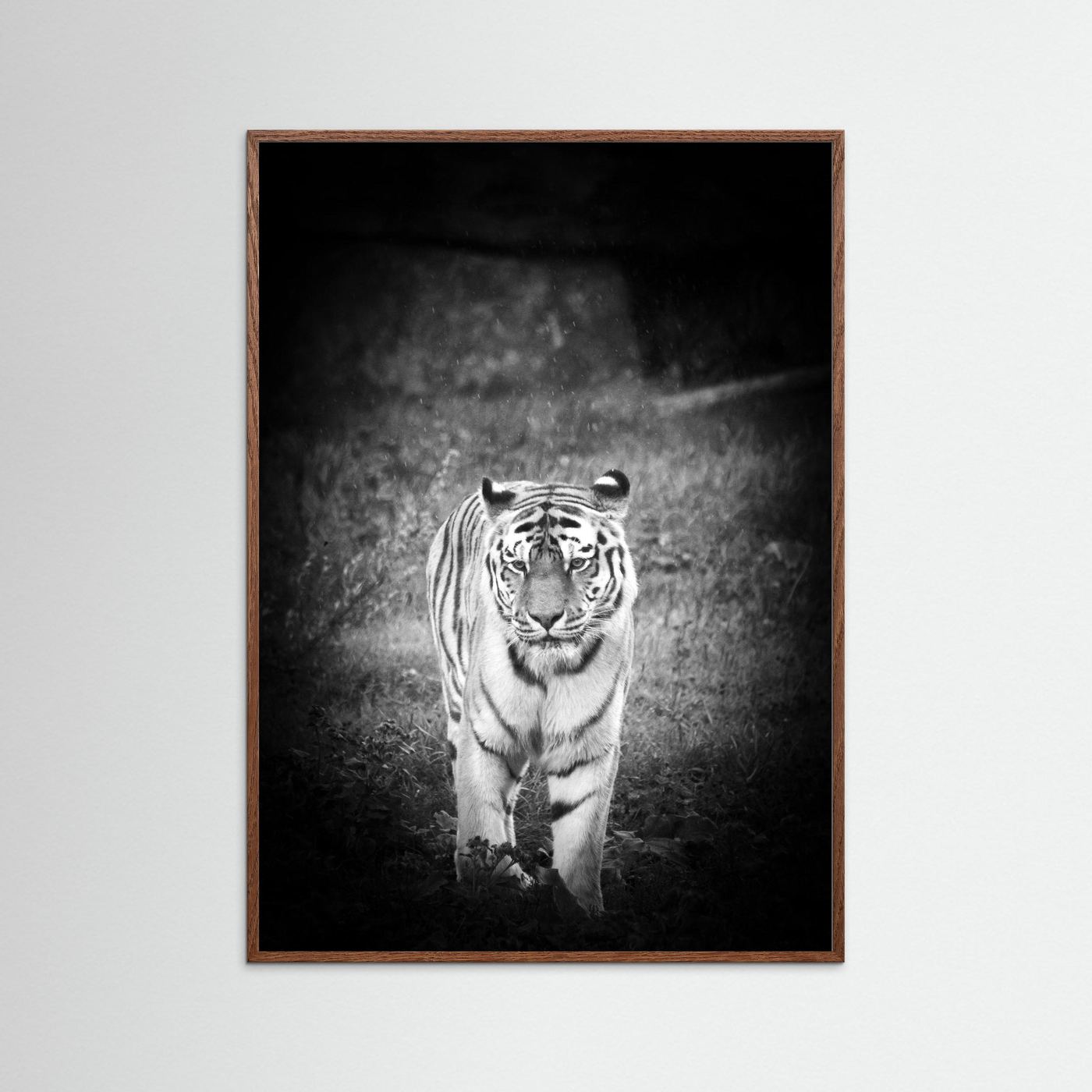 Tiger in rain