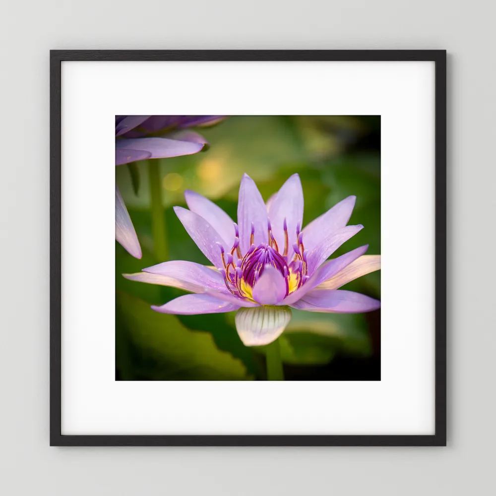 Purple Water Lily