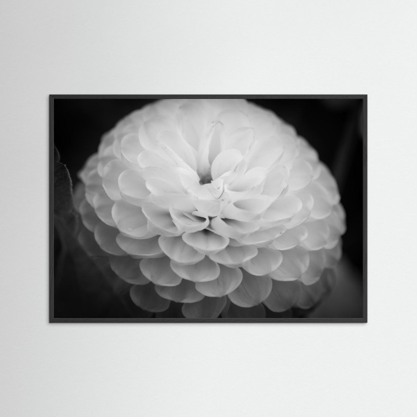 Dahlia