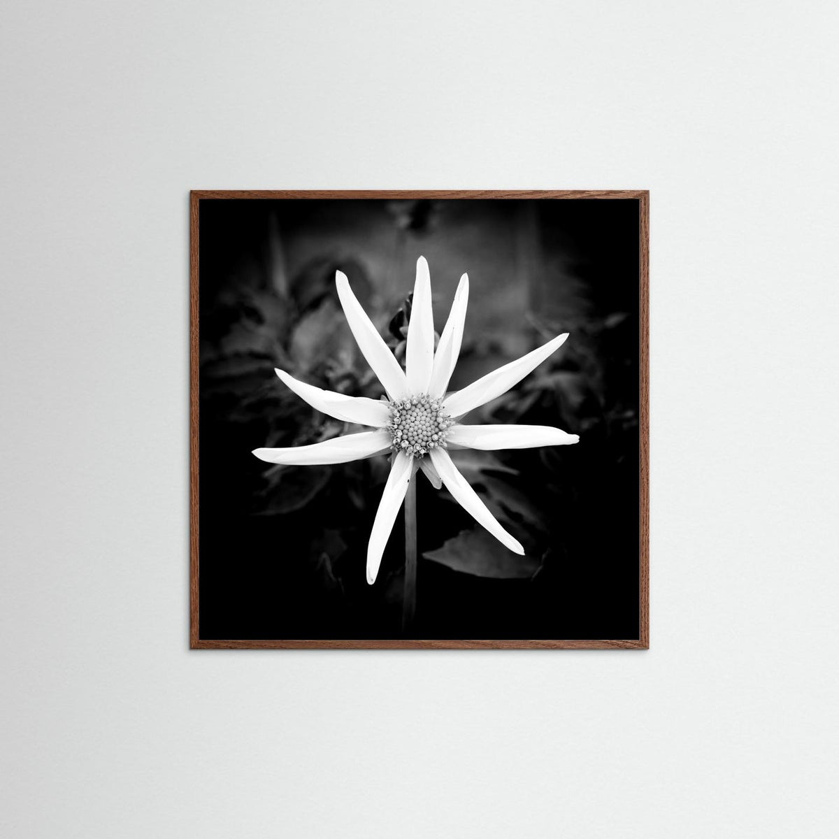 Star Flower