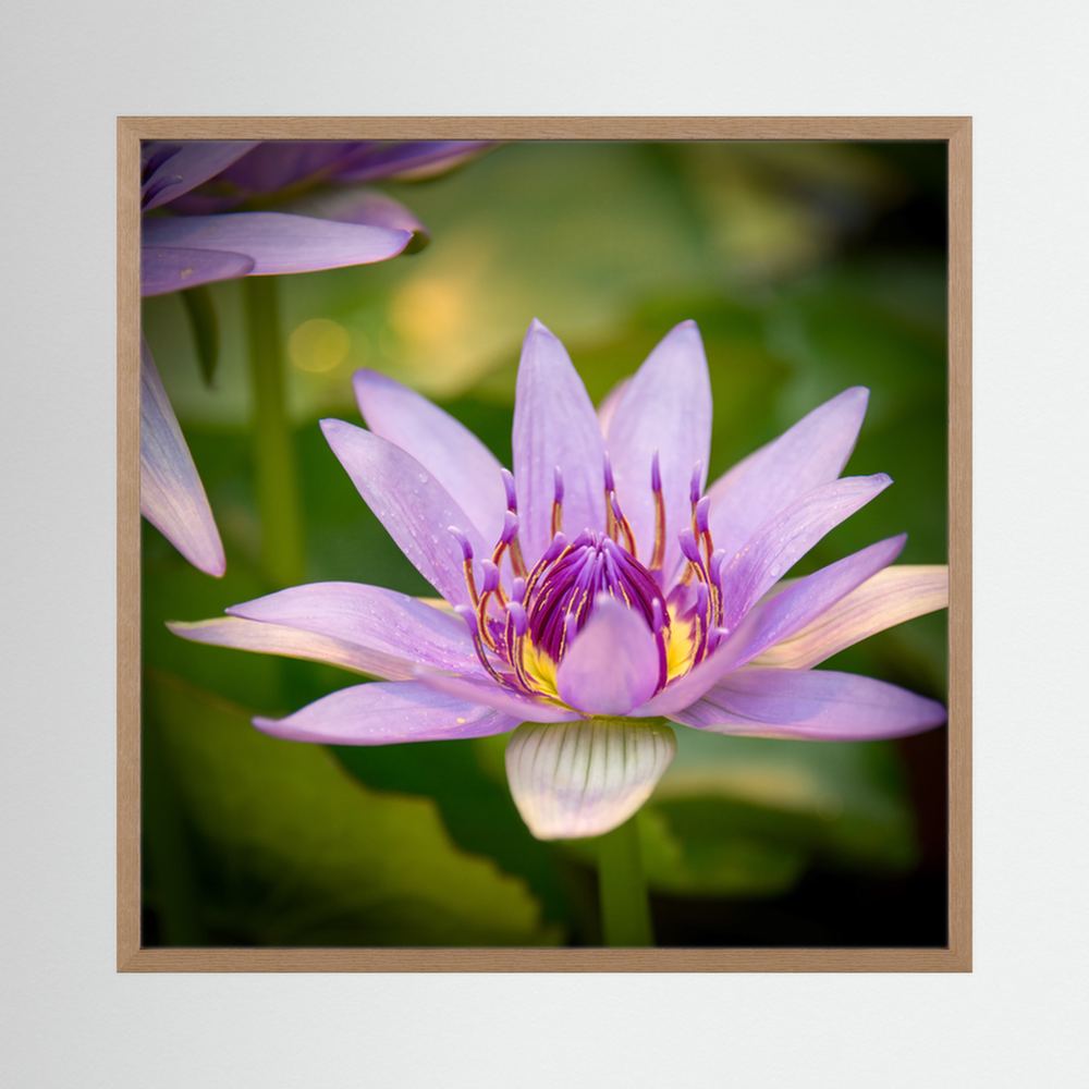 Purple Water Lily