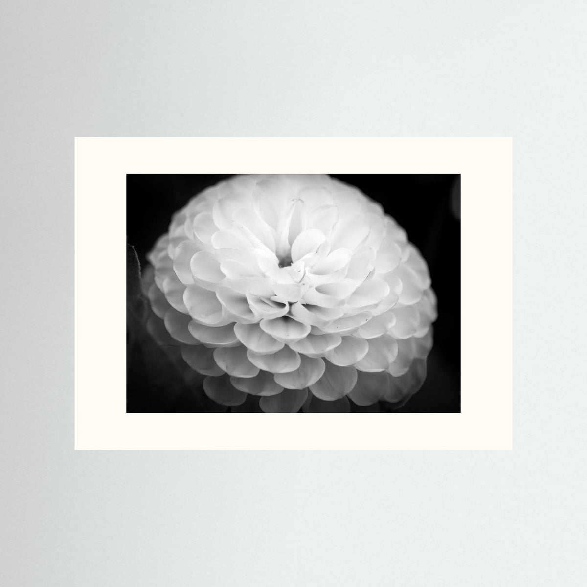 Dahlia