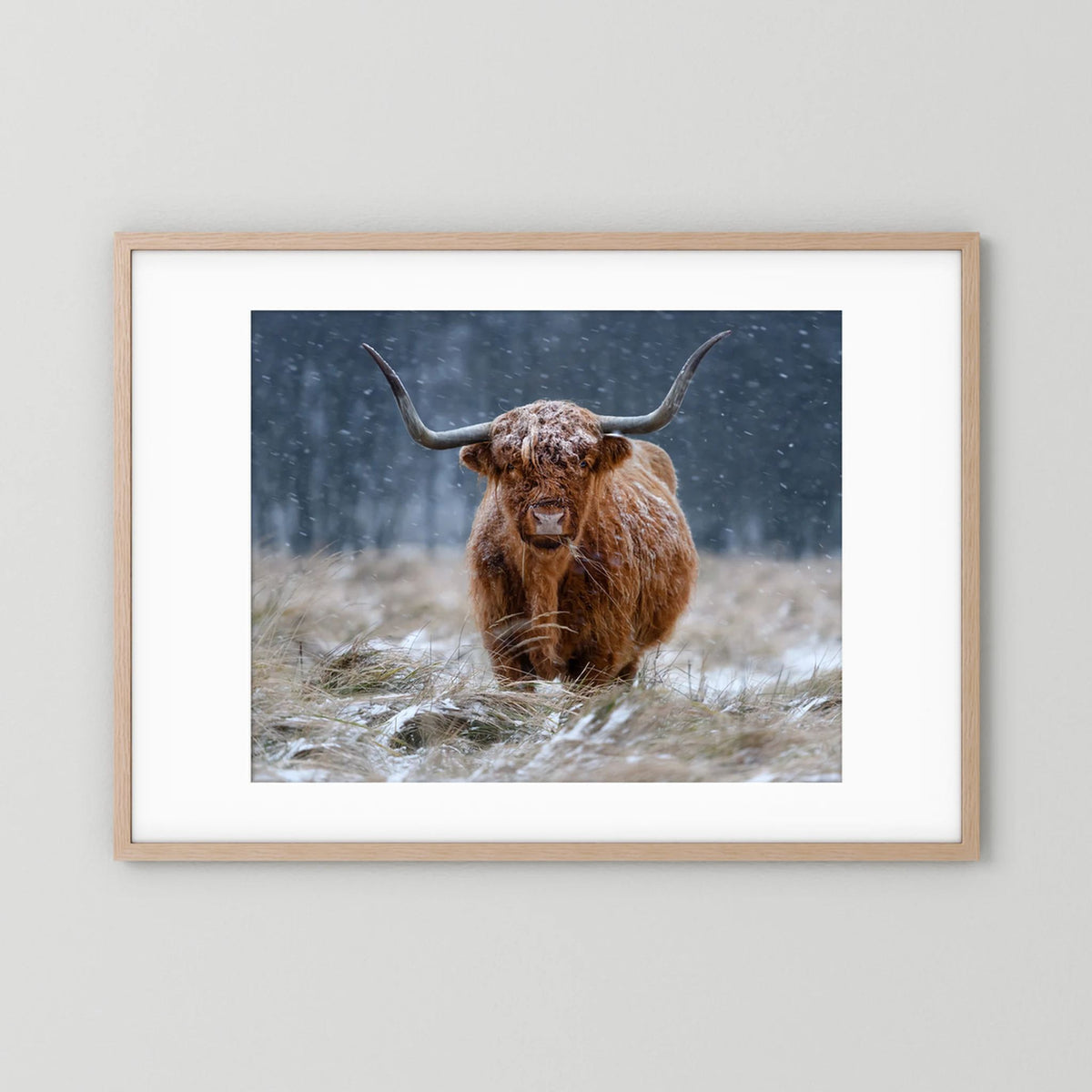 Snowy Highland cow 