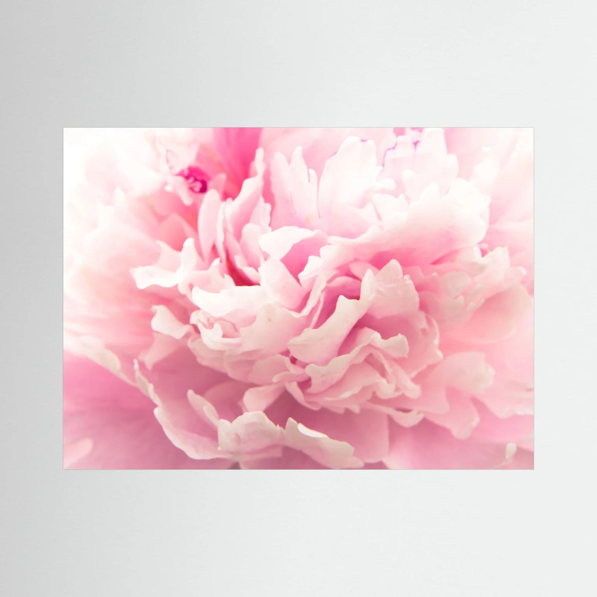 Fluffy Flower
