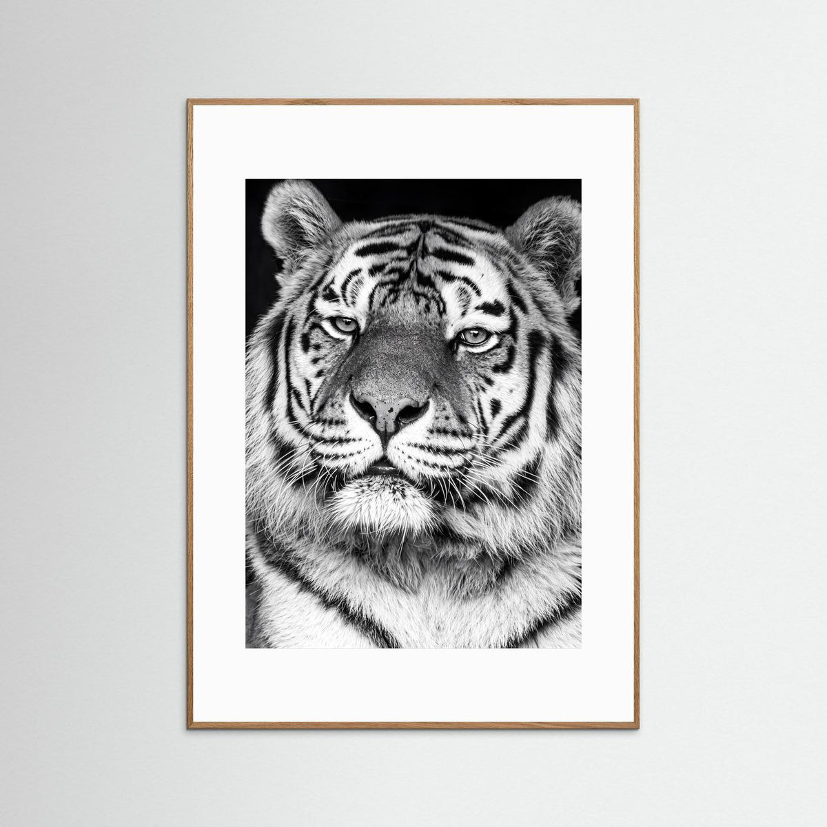 Tiger portrait