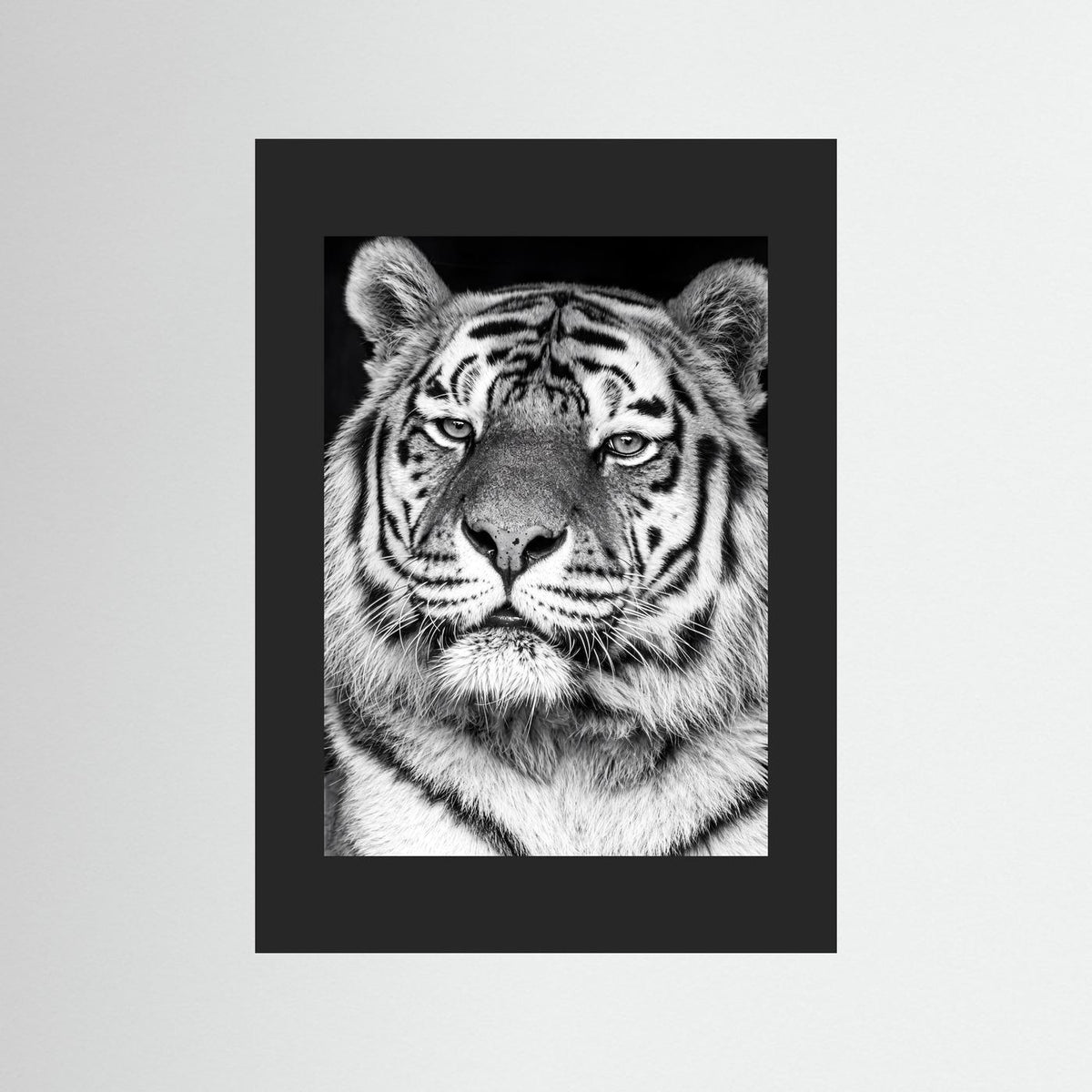 Tiger portrait