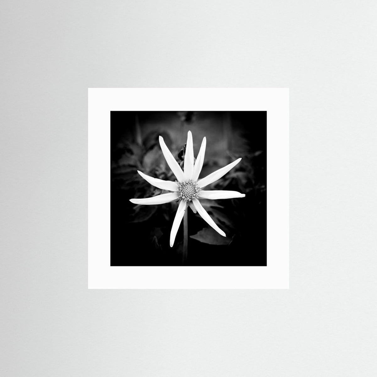 Star Flower
