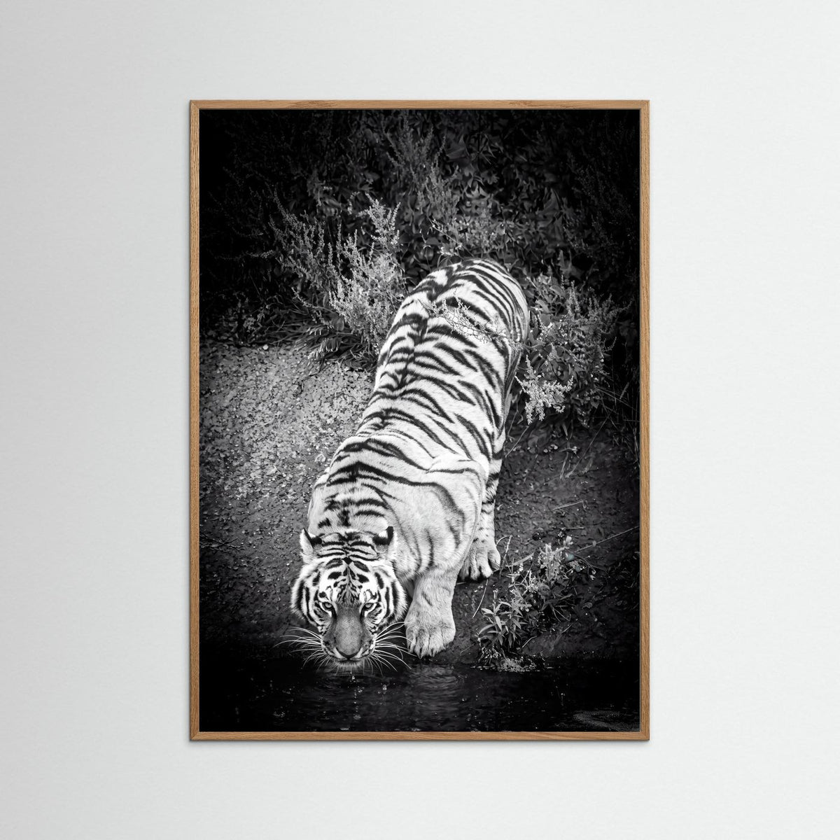 Tiger drinking water