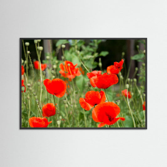 Poppy 